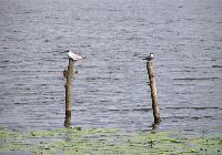 Птички в Зегжинском водохранилище
